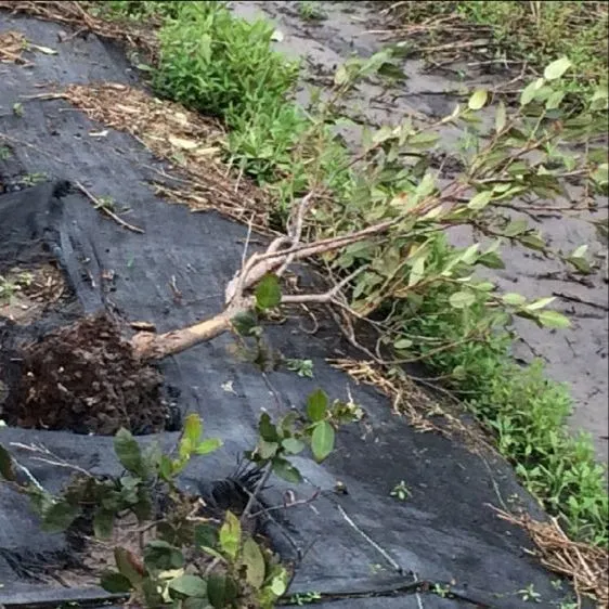 thumbnail for publication: Impacts of Hurricane Damage on Southern Highbush Blueberries
